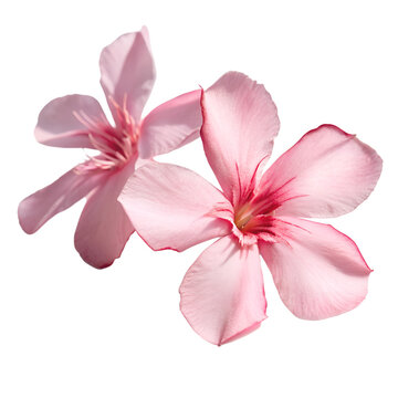 Two delicate pink oleander flowers with red centers isolated on transparent background
