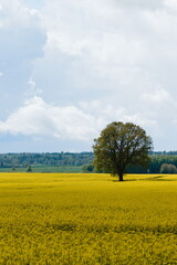 rapeseed field in spring