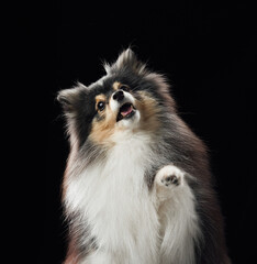 A sheltie raises its front leg and gazes upward. The lighting creates a playful atmosphere.