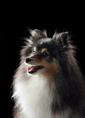 A shetland sheepdog (sheltie) is captured under studio light. The long fur and characteristic head...