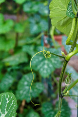  A long, delicate green tendril from a vine coils at its tip, extending from a plant stem amidst...
