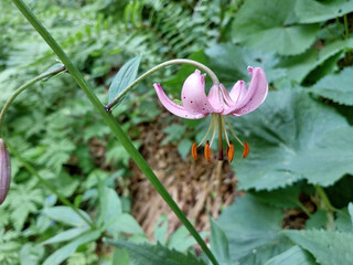 Lilium martagon, also known as martagon lily or Turk's cap lily