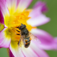 bee on flower