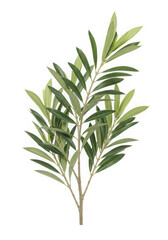 Fototapeta premium Olive branch isolated on transparent background