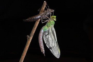 The emperor dragonfly is a large species of hawker dragonfly of the family Aeshnidae