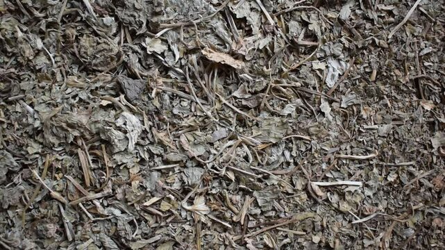 Raw whole dried Bacopa monnieri herb