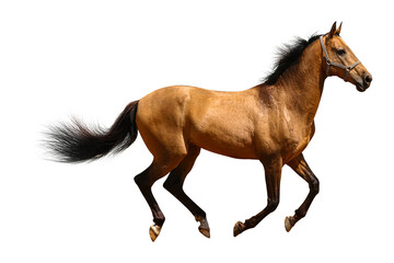 brown horse isolated on white