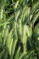 Wild barley (Hordeum murinum) grows in nature