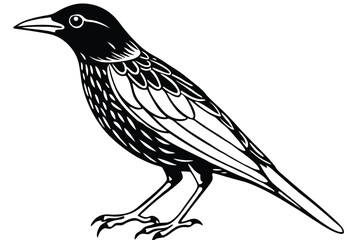 Black and White Graphic Illustration of a Starling Bird Standing in Profile