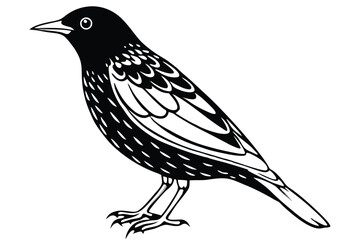 Artistic Graphic of a Black and White Bird with Intricate Feather Details