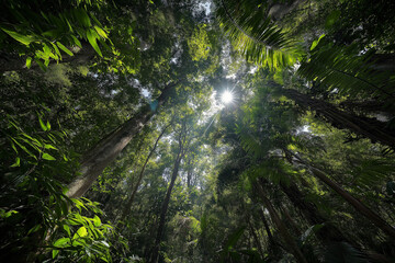 Sunlight Shining Through Tall Dense Jungle Trees