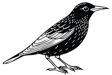 Monochrome Illustration of a Standing Starling Bird with Detailed Wing and Feather Markings