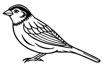 Stylized Sparrow Drawing Black and White Outline of Bird With Detailed Wing Markings