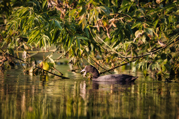 Coot on the lake
