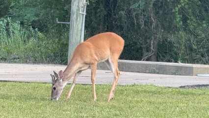 Cooper Lake State Park South Sulphur Unit,  Sulphur Springs, Texas, USA