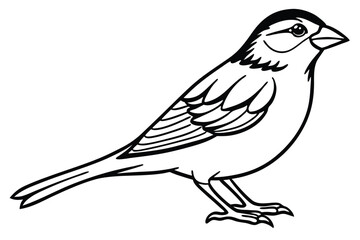 Line Drawing of a Sparrow, Black and White Bird Illustration, Simple Graphic Design