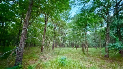 Cooper Lake State Park South Sulphur Unit,  Sulphur Springs, Texas, USA