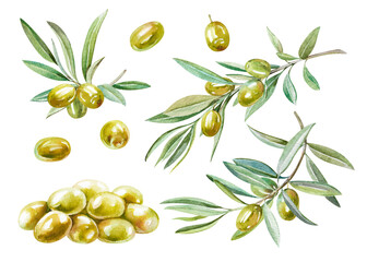 Olive branches, green leaves and freshly picked fruits isolated watercolor elements. Hand drawn illustration set for food design, menu design, restaurants