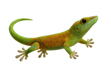 Vibrant green and orange gecko isolated on a transparent background, cutout