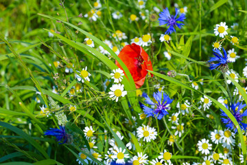 A vibrant meadow landscape showcases a variety of wild flowers: red poppies, white daisies, and...