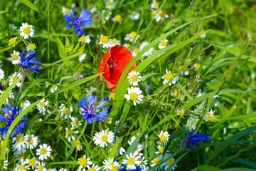 A floral meadow comes alive with vibrant red poppies, delicate white daisies, and rich blue...