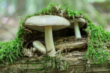 A natural composition of mushrooms growing on an old decaying log covered in green moss. This...