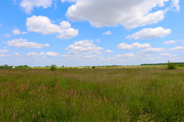 Fototapeta premium Endless fields stretch under a bright blue sky adorned with fluffy white clouds. Tall green grass sways in the wind, creating a picturesque rural landscape.