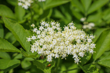 Elderflower blooming on a bush showcases lush inflorescences of small white flowers. Green leaves...
