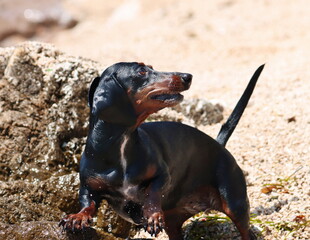  Black-and-tan miniature dachshund in action

