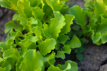 Fresh, young green lettuce leaves grow in a garden bed, newly sprouted from the soil. The shot...