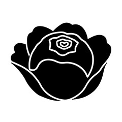 Minimalist black silhouette of a cabbage on a white background