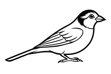 Sparrow Bird Line Art Detailed Vector Illustration of a Small Bird Silhouette Drawing