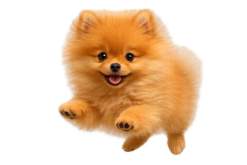 Obraz premium Adorable Pomeranian dog, isolated on transparent background, happy and fluffy