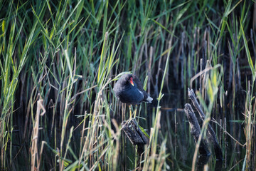 moorhen at the lake
