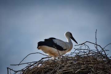 white stork ciconia