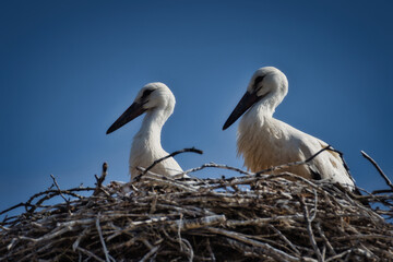 white stork ciconia