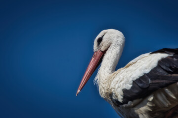 white stork ciconia