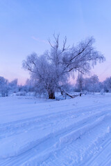 winter landscape with trees