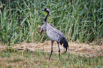 grey crane in the grass