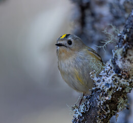 Goldcrest in its natural environment. Europe's smallest bird, weighing between 4.5 and 6 grams. Gold crest.