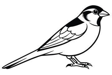 Obraz premium Black and White Illustration of a Perched Bird with Detailed Wing Feathers and Tail