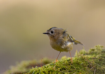 Goldcrest in its natural environment. Europe's smallest bird, weighing between 4.5 and 6 grams. Gold crest.