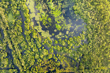 Florida wetlands with water between green wild vegetation. Tropical ecosystem at sunset