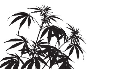 silhouette cannabis isolated in White background
