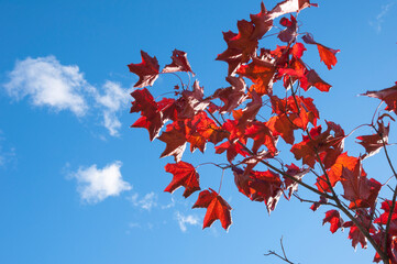 Red and orange bright autumn maple leaves fluttering in the wind against blue sky view from below