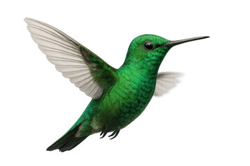 Fototapeta premium Emerald hummingbird with spread wings isolated on a transparent background, detailed