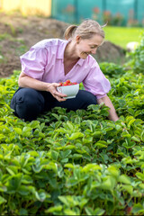 Woman harvesting home harvest of ripe red strawberries in the garden. Ripe strawberry fruits in a bowl on an organic farm. Berry natural fruit with vitamins.