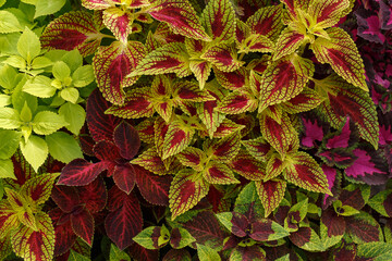 Natural background of coleus leaves.