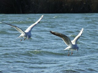 seagulls are searching for food