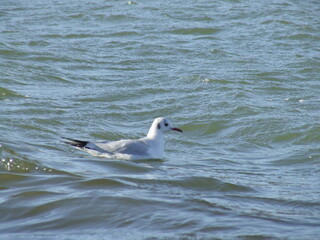 A seagull swims in the waves.